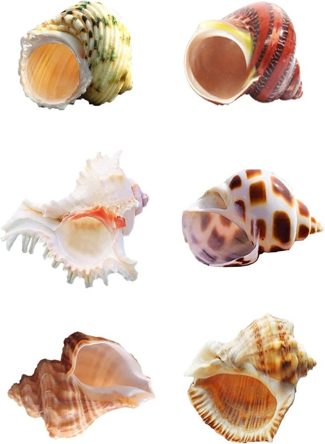 SINKOO Hermit Crab Shells Large Sea Shells 6PCS Growth Turbo Seashells 1"-2" Openning Size(2.3"-3.5") - Image 1